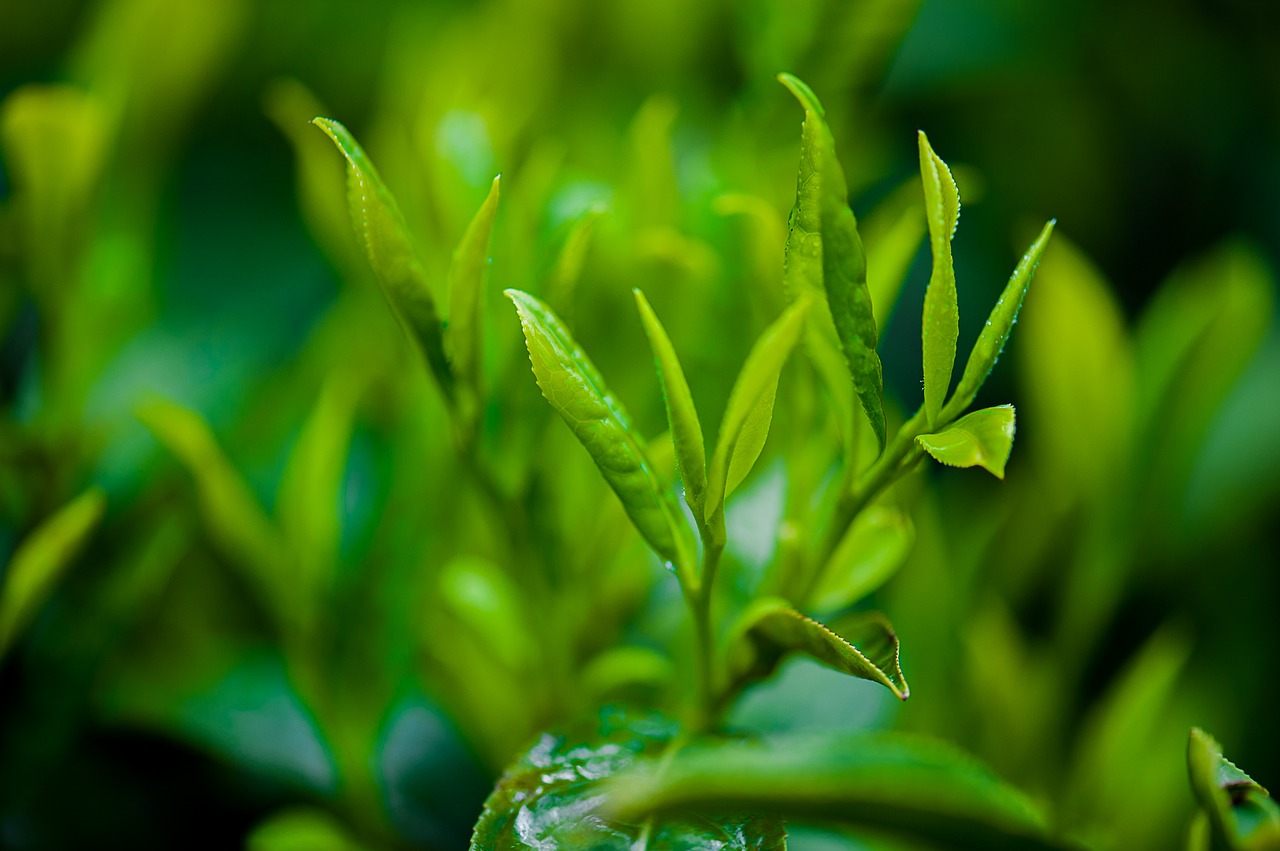 Zielona herbata kontra nadmiar tkanki tłuszczowej
